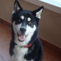 Avatar de Joel Valiente Solera