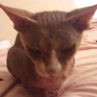 Avatar de Santiago Pelon