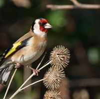 Avatar de Immo Hajji