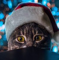 Avatar de Camila Castro Mejia